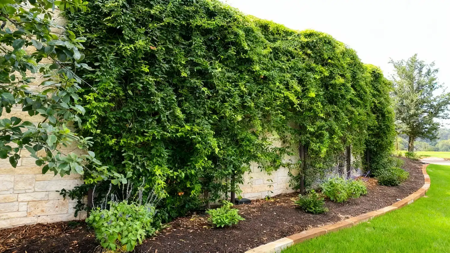 Cat-Mountain-Project-1 (1)